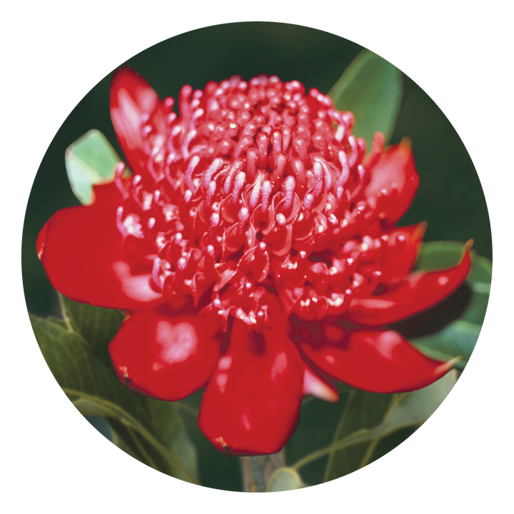 Waratah - Australia